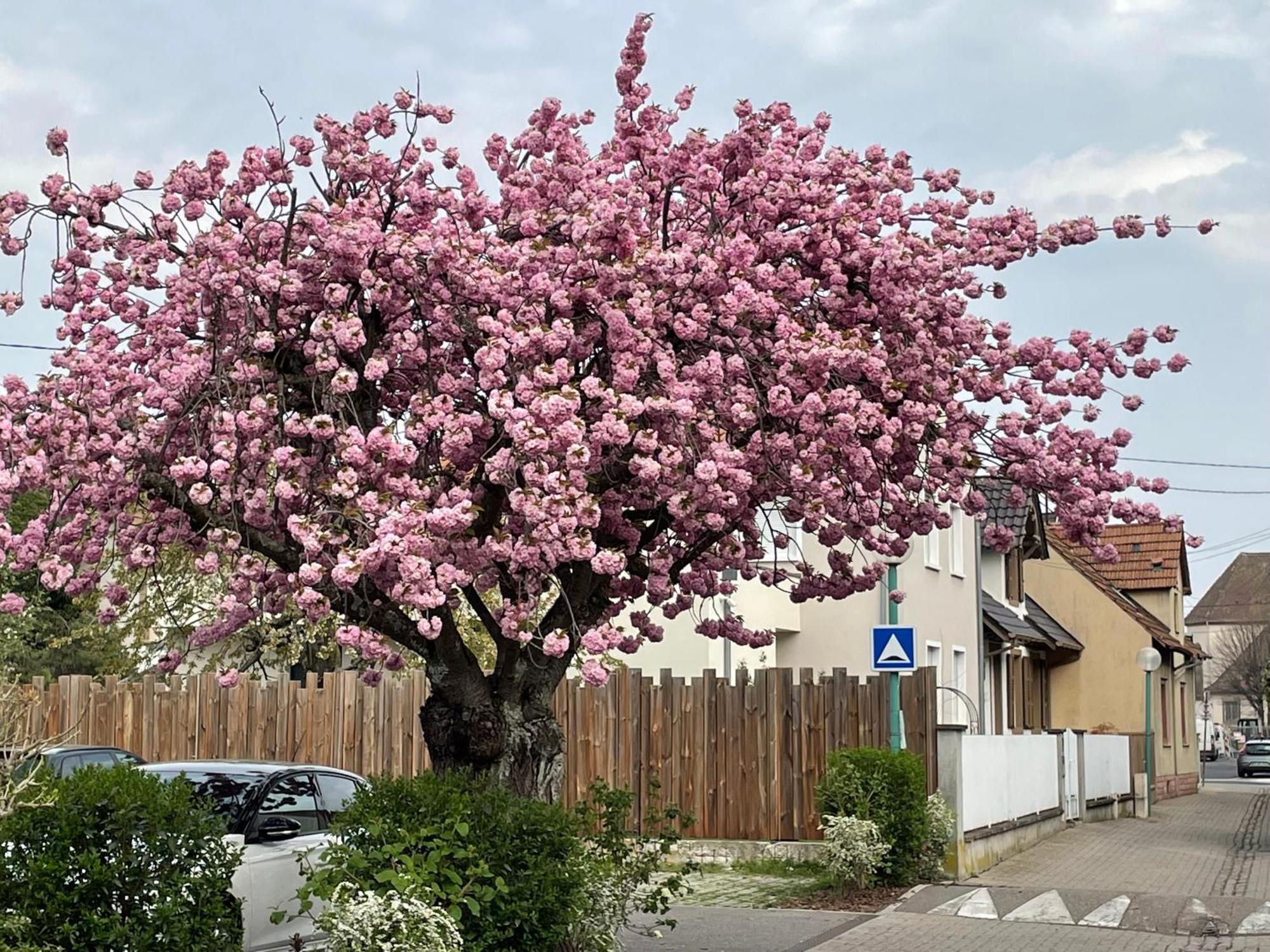 Villa Le 6B Hoenheim Esterno foto